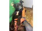 Adopt Tinsel a Black Labrador Retriever / Mixed dog in Philadelphia