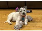 Adopt Princess a White - with Black Cattle Dog / Mixed dog in Plainfield