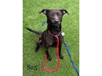 Adopt Creedence a Black Retriever (Unknown Type) / Mixed dog in Hamilton