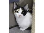 Adopt Spree a Domestic Shorthair / Mixed cat in Versailles, KY (33714750)