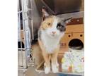 Adopt Bella a Domestic Shorthair / Mixed cat in Lexington, KY (33714740)