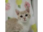 Adopt Milo a Tan or Fawn Tabby Domestic Shorthair / Mixed cat in Lyndhurst