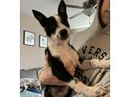 Adopt Luna a Black - with White Cattle Dog / Terrier (Unknown Type