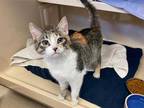 Adopt BRIDGETTE a Brown Tabby Domestic Shorthair / Mixed (short coat) cat in