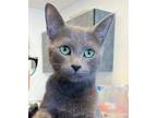 Adopt SCANNER a Gray or Blue Domestic Shorthair / Mixed (short coat) cat in