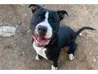 Adopt *RONNY a Black - with White American Pit Bull Terrier / Mixed dog in