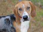 Adopt PEPPER ANN a White - with Brown or Chocolate Treeing Walker Coonhound /