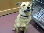 Adopt A234237 a Red/Golden/Orange/Chestnut Golden Retriever / Mixed dog in