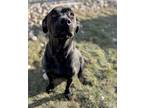 Adopt Marnie a Black Labrador Retriever / American Pit Bull Terrier / Mixed dog