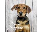 Adopt ASPEN a Black - with Brown, Red, Golden, Orange or Chestnut Mixed Breed