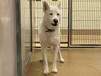 Adopt WILLA a White Husky / Mixed dog in Martinez, CA (33714503)