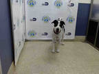 Adopt SCOOBY a White - with Black Labrador Retriever / Mixed dog in Doral