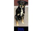 Adopt Doug a Black Hound (Unknown Type) / Mixed dog in Louisburg, NC (33714268)