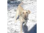 Adopt Comet a Tan/Yellow/Fawn Labrador Retriever / Mixed dog in Louisburg