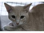 Adopt Ted Cat a Orange or Red Tabby Domestic Shorthair (short coat) cat in