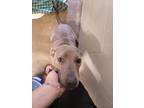 Adopt Camo a Brindle Weimaraner / Labrador Retriever / Mixed dog in Giddings