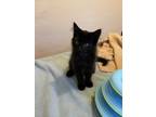 Adopt Mr. Midnight a All Black Domestic Shorthair (short coat) cat in Medford