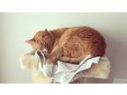 Adopt Boots a Orange or Red Domestic Mediumhair / Mixed cat in Middletown