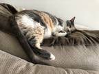 Adopt Calie a Calico or Dilute Calico Calico / Mixed (short coat) cat in