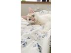 Adopt Romeo a White (Mostly) Colorpoint Shorthair / Mixed (short coat) cat in