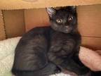 Adopt Hadley a All Black Domestic Shorthair / Domestic Shorthair / Mixed cat in