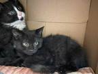 Adopt Cruz a All Black Domestic Shorthair / Domestic Shorthair / Mixed cat in