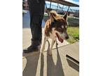 Adopt Red a Red/Golden/Orange/Chestnut - with White Husky / Mixed dog in