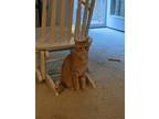 Adopt Shamus a Orange or Red Domestic Shorthair / Mixed (short coat) cat in