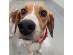 Adopt Firefly a Brown/Chocolate Beagle / Mixed dog in Richmond, VA (33714071)