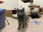 Adopt Spacely a Gray or Blue Domestic Mediumhair / Domestic Shorthair / Mixed