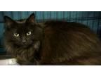 Adopt Stan a All Black Domestic Longhair (long coat) cat in Christiansburg