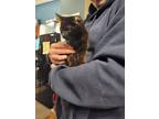 Adopt Satu a All Black British Shorthair (medium coat) cat in PACIFICA