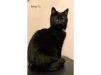 Adopt Brinx a All Black Domestic Shorthair / Domestic Shorthair / Mixed cat in