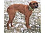 Adopt GEMMA IS A GEM a Hound (Unknown Type) / Beagle / Mixed dog in Charlotte