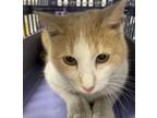 Adopt SWEETIE a Orange or Red (Mostly) Domestic Shorthair / Mixed (short coat)
