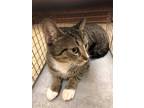 Adopt RUBY a Brown Tabby Domes