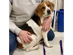 Adopt Betty a Beagle / Mixed dog in Baltimore, MD (33713735)