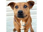 Adopt Leona a Tan/Yellow/Fawn Labrador Retriever / Mixed dog in Springfield