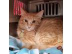 Adopt Lumos a Orange or Red Domestic Mediumhair / Domestic Shorthair / Mixed cat