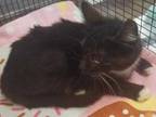 Adopt 49346232 a All Black Domestic Shorthair / Domestic Shorthair / Mixed cat
