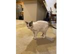 Adopt Niya a White (Mostly) American Shorthair / Mixed (medium coat) cat in