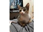 Adopt Olivia a Calico or Dilute Calico Calico / Mixed (short coat) cat in