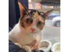 Adopt Lola a Calico or Dilute Calico Domestic Shorthair / Mixed cat in Brooklyn