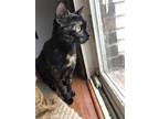 Adopt Biscuit a Brown Tabby American Shorthair / Mixed (short coat) cat in