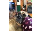 Adopt Lanie a Mastiff / Mixed dog in Oswego, IL (33706700)
