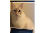Adopt Sally a White Siamese / Mixed (short coat) cat in Joliet, IL (33713802)