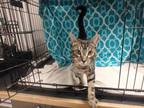 Adopt TIGER a Gray, Blue or Si