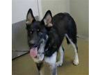 Adopt a Black - with White German Shepherd Dog / Mixed dog in Sacramento