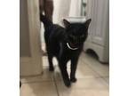 Adopt Bentley a All Black Domestic Mediumhair / Mixed (medium coat) cat in Fort