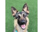 Adopt Bear a Black German Shepherd Dog / Mixed dog in Sacramento, CA (33709004)